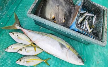 串本カセ釣りで15kg級大型ブリ堂々浮上【和歌山・南紀丸】シマアジにム…