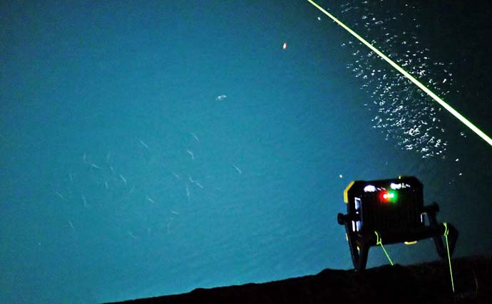 霞ケ浦ふ頭でヒイカ釣り【三重】エギングとエサ釣り合わせて本命5匹をキャッチ