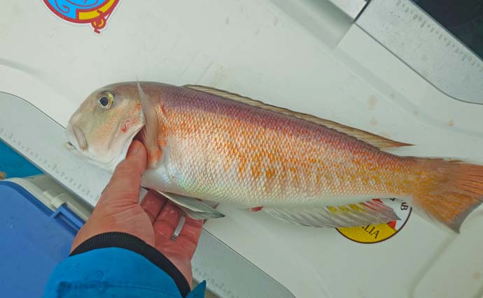 船アマダイ釣りで38cm筆頭にシロ・アカ併せてアマダイ10匹キャッチ成功【静岡・わし丸】