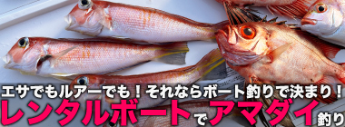 「アマダイ釣り盛期到来！」レンタルボート釣行がおすすめなワケとは？【神奈川・コグレマリンサービス】