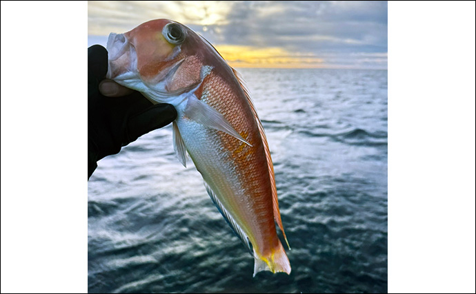 高級魚アマダイを狙いの船釣りに挑戦【神奈川・相模湾】流用タックルでアカアマダイ＆シロアマダイ好捕