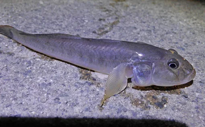 巨大なハゼ『ハゼクチ』を釣って食べてみた　大味かと思いきや・・