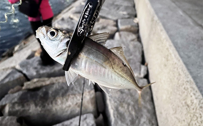 【勝手に釣りガール養成プロジェクト】新しい釣りを覚えたい女性にアジングやらせてみた