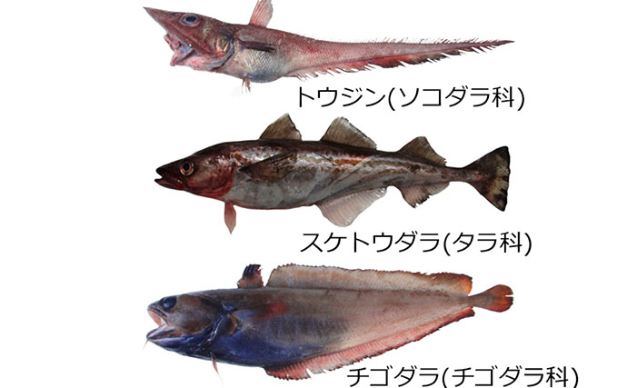 奇妙な姿の深海魚『ソコダラ』の仲間を食べまくってみた　実は美味しい部位が盛りだくさん