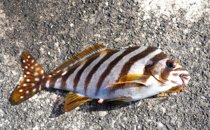 磯臭い魚はとりあえず「素揚げ」にするのが吉　揚げた魚で味噌汁を作っても美味