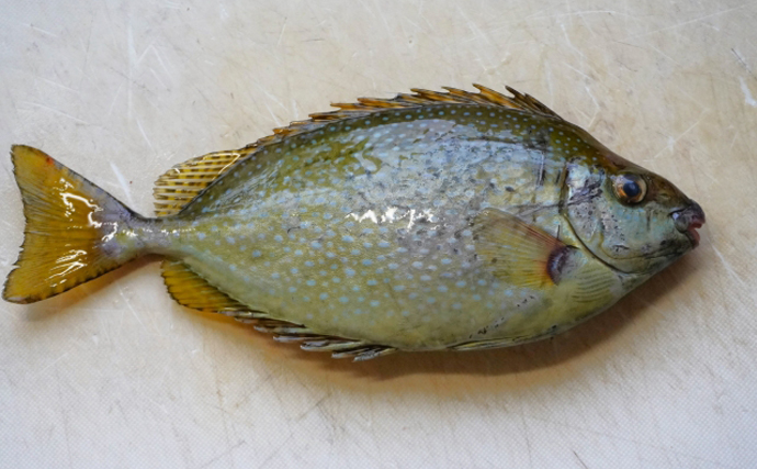 磯臭い魚はとりあえず「素揚げ」にするのが吉　揚げた魚で味噌汁を作っても美味