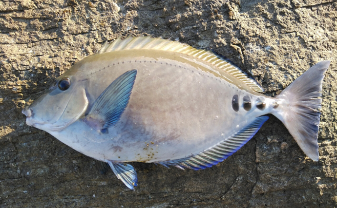 磯臭い魚はとりあえず「素揚げ」にするのが吉　揚げた魚で味噌汁を作っても美味