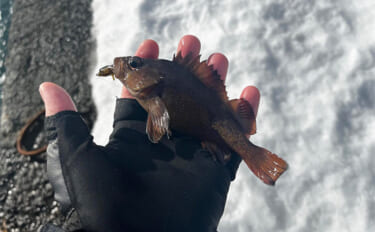 厳寒期の堤防ロックフィッシュゲーム【北海道】丁寧な穴撃ちで小型のエゾメ…