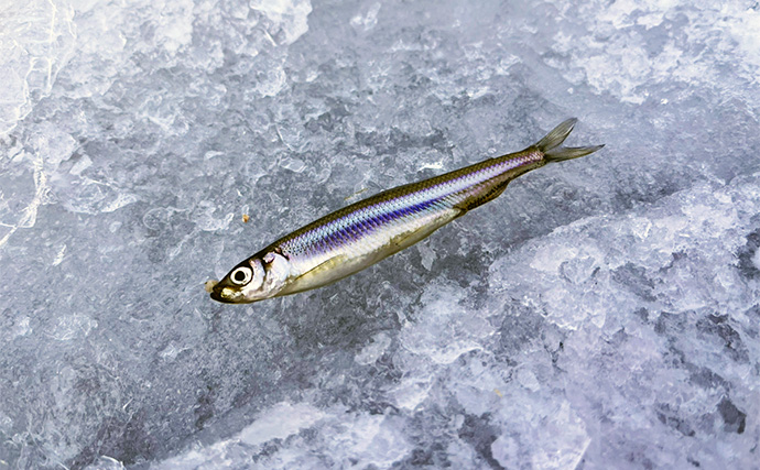 「-11℃はさすがに無理？」アンダーウェア1枚で氷上ワカサギ釣りに挑戦　快適釣行の秘訣とは？