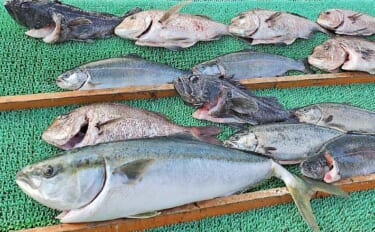 海上釣り堀で良型青物やマダイが連発【和歌山・雑賀崎シーパーク】スタッフ…