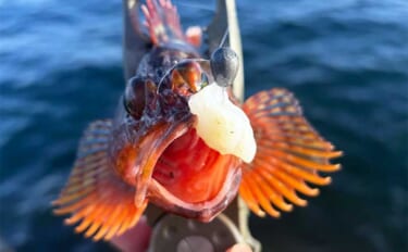 「厳冬期でも陸っぱりでサカナを釣りたい！」穴釣りでカサゴ狙いのススメ