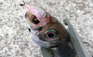 「冬は数は釣れないけどサイズはデカい！」思い出に残る厳寒期の大型根魚た…