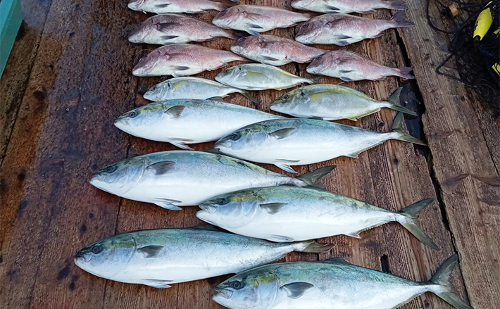 海上釣り堀最新釣果】マダイ・青物が高活性！冬でも高級魚が釣れる