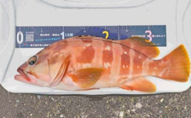 利島の堤防ブッコミ釣りで40cm級アカハタを好捕【伊豆七島】フカセ釣り…