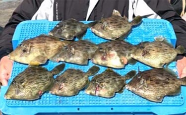 【船のエサ釣り釣果速報】カワハギ乗合便で良型揃いで本命が好ヒット中！（…