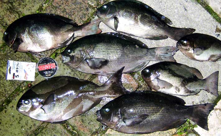 四浦の地磯でのフカセ釣りで36.5cm頭に寒グロの数釣りを満喫！【大分