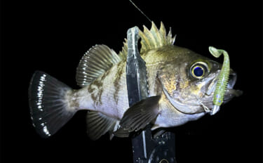 「基本は表層狙いだけど・・」 メバリングで【ルアーを沈めた方が釣れる状…