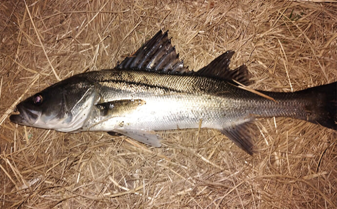 東京湾奥河川で56cmシーバス浮上【千葉・養老川】バチは不在でボトム狙い撃ちが的中