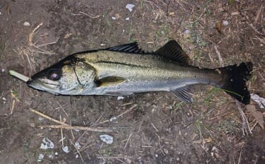 「ルアーシーバス釣りは冬から春にかけてが面白い！」季節で変わる釣り方を…