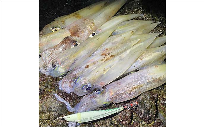 陸っぱりエギングでヤリイカ16尾【島根・大浦漁港】塩漬けチキンのエサ巻きエギに好反応