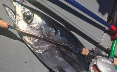 「回遊を待ってひたすら忍耐！」トンボジギングでラストにドラマ魚手中【三…