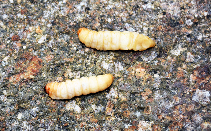 「アイドル活動よりも悔しい？」NMB48平山真衣がルアー釣りで悶絶【北田原マス釣り場】