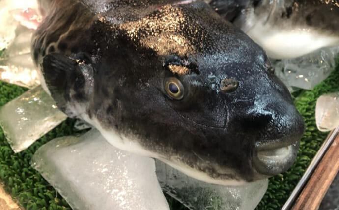 高級魚トラフグにそっくりな魚『カラス』とは？　遺伝的に同種とする研究結果も