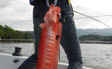 アマダイ釣りで釣れる見た目が特徴的なゲストたち　食べてみると美味しい魚…