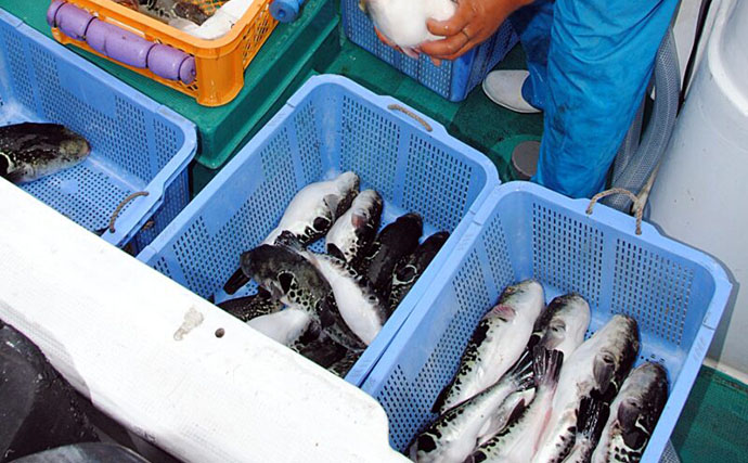 高級魚トラフグにそっくりな魚『カラス』とは？　遺伝的に同種とする研究結果も