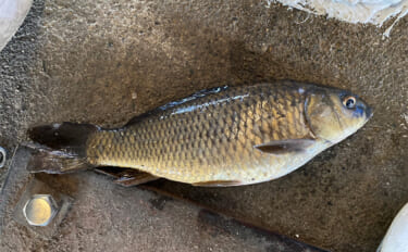 低活性の金魚に挑むリベンジ釣行【埼玉・中の島釣り堀センター】宙釣り＆エ…