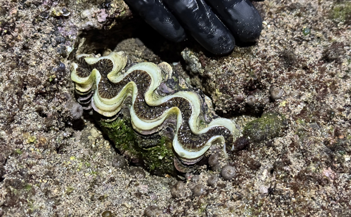 海苔の香りと甘みが絶妙】シャコガイを採って食べてみた 美味しさの