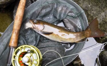 渓流釣りイチオシ河川ガイド：木曽川水系【長野】貴重なヤマトイワナも生息