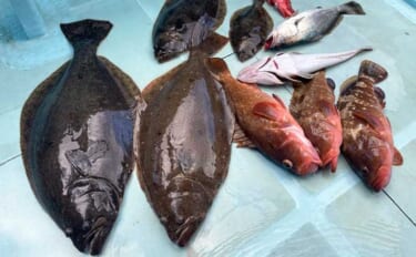 【船釣り釣果速報】伊良湖沖のイワシ泳がせ釣りで肉厚ヒラメが好反応！（愛…