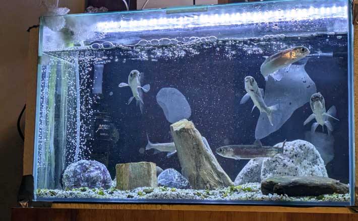 淡水魚の体調不良に塩が効果的？」渓流魚飼育に必要なアイテム10選 