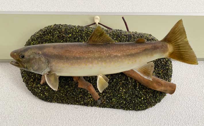 美しき渓流魚『イワナ』の先祖は北極海に生息 氷河期に南下して日本へ