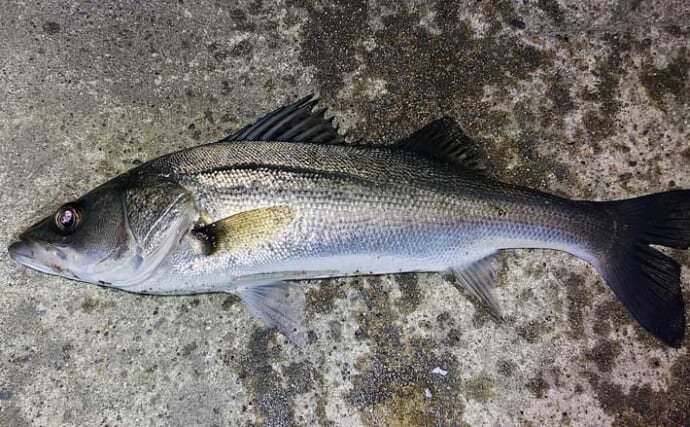 「マイクロベイト多過ぎ！」村田川シーバスゲームで40cm級本命2匹【千葉】アピール重視の攻めが的中