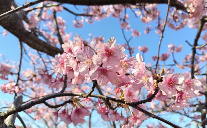 「マイクロベイト多過ぎ！」村田川シーバスゲームで40cm級本命2匹【千葉】アピール重視の攻めが的中