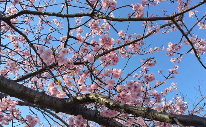 「マイクロベイト多過ぎ！」村田川シーバスゲームで40cm級本命2匹【千葉】アピール重視の攻めが的中