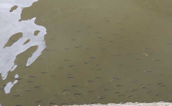 「マイクロベイト多過ぎ！」村田川シーバスゲームで40cm級本命2匹【千葉】アピール重視の攻めが的中