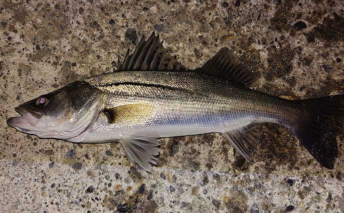 「マイクロベイト多過ぎ！」村田川シーバスゲームで40cm級本命2匹【千葉】アピール重視の攻めが的中