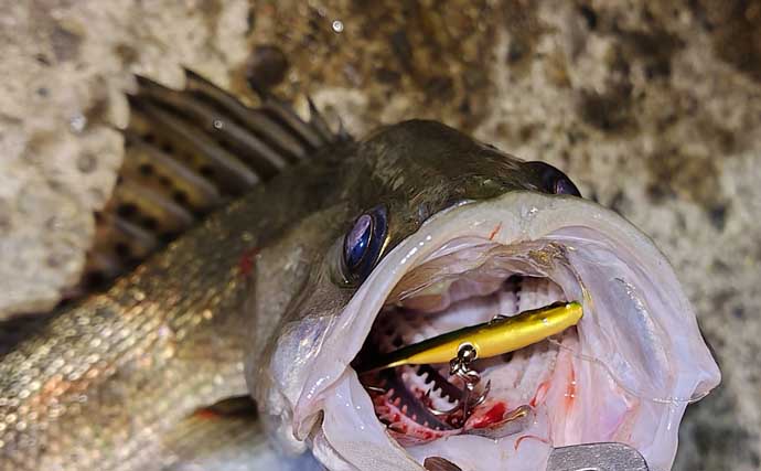 「マイクロベイト多過ぎ！」村田川シーバスゲームで40cm級本命2匹【千葉】アピール重視の攻めが的中