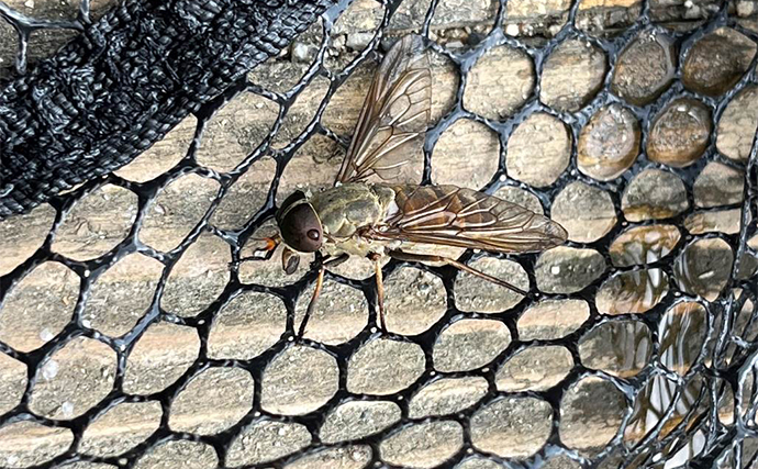 「一番釣りやすいのはGW前後！」 渓流釣りのシーズンごとの特徴を紹介