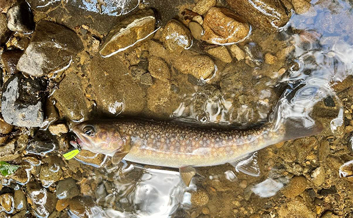 「一番釣りやすいのはGW前後！」 渓流釣りのシーズンごとの特徴を紹介