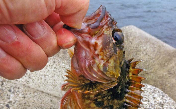 JFE消波ブロック帯で穴釣り【三重・津】足元を丁寧に探って17cmカサゴ