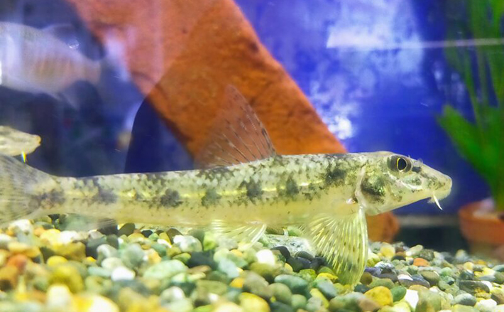 名前にだまされないで！」 海の魚っぽい名前を持つ淡水魚たち | TSURINEWS