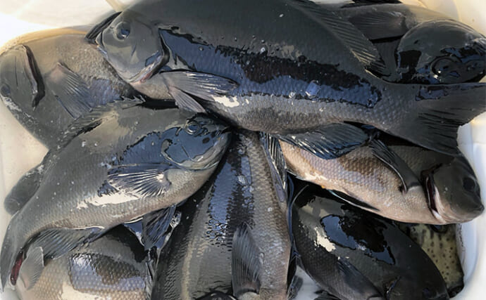 沖磯フカセ釣りで寒グレを狙う【和歌山・勝浦】40cm級筆頭に尾長＆口太の数釣りを達成！