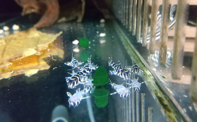 「プレコへの愛が止まらない！」世界初のプレコデザイナーに創作の原点を聞いた