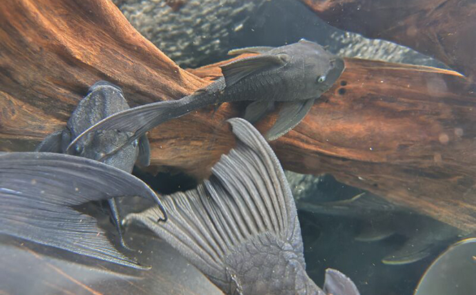 「プレコへの愛が止まらない！」世界初のプレコデザイナーに創作の原点を聞いた