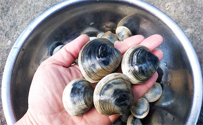 潮干狩りで『ホンビノス貝』を狙い撃ちする4つのコツ 下処理方法と