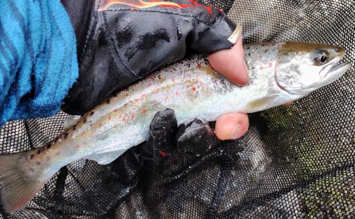 渓流釣り最大のタブー【頭ハネ】ってなに？　回避するためのポイントを徹底解説
